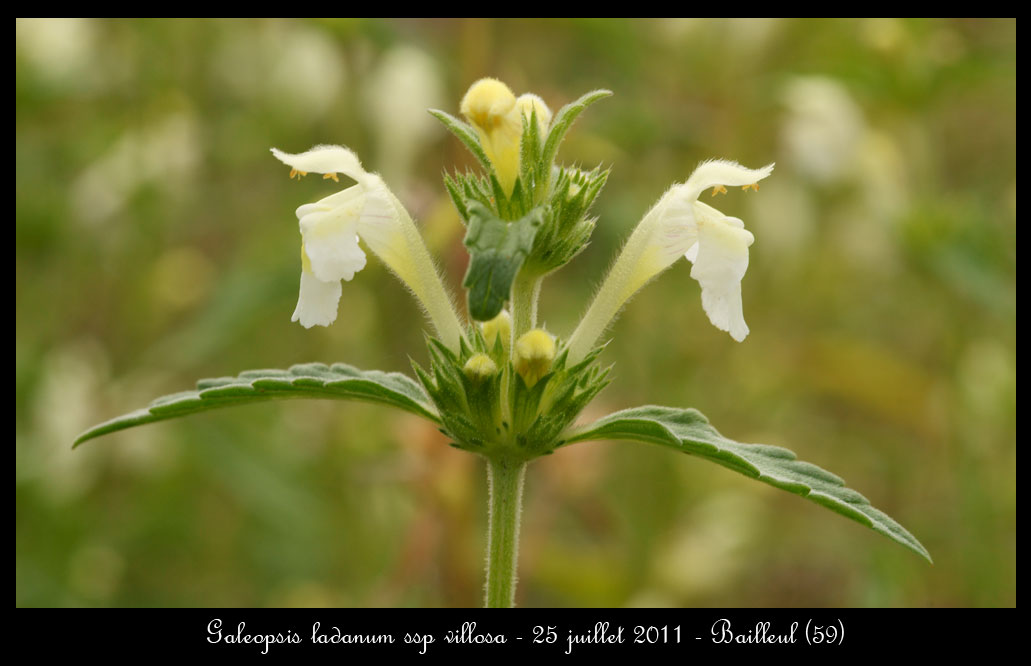 Galeopsis ladanum ssp villosa